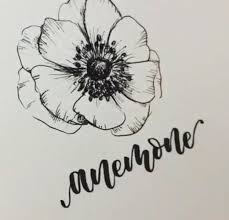 Draw Flower Anemone Drawing Poppy Video Flower Drawing Poppies Amazing Flowers