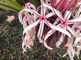 See more ideas about tropical flowers, flowers, planting flowers. White And Pink Tropical Flowers Photograph By Kat Tancredi
