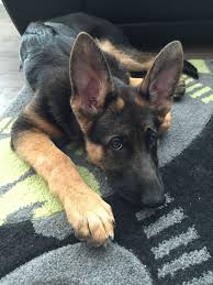 Why does a german shepherd puppy cost so much? Pin On German Shepherd Training