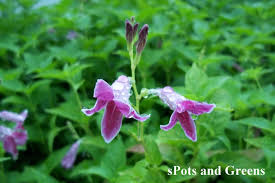 Image result for Asystasia intrusa