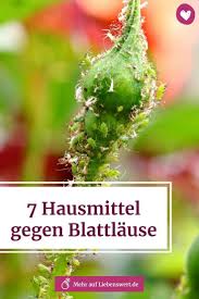 7 Hausmittel Gegen Blattlause Schadlinge Im Garten Pflanzen Hausmittel Gegen Blattlause
