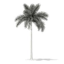 Foxtail Palm Tree 3d Model 7 8m Foxtail Palm Tree Foxtail Palm Palm Trees