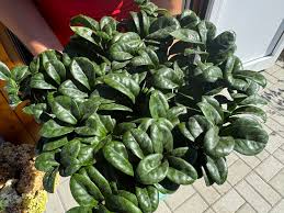 Image result for Zamiokulkas Zamioculcas