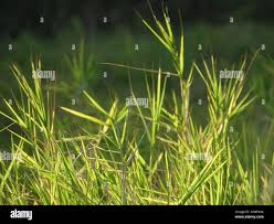 Image result for Cynodon nlemfuensis