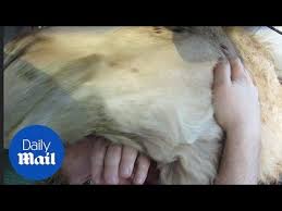 If you find this offensive, don't read them and go away. Camel Attempts To Eat Girl S Head By Mistake Youtube