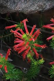 Image result for Erica lanceolifera