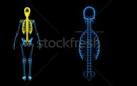 4 individual objects (spine portion, ribs, cartilages, sternum), sharing the same non overlapping uv layout map, material and pbr textures set. Rib Cage Stock Photos Stock Images And Vectors Stockfresh