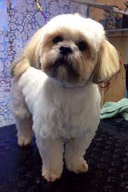 Lhasa Looking Amazingly Cute After His Groom Lhasa Apso Lhasa Apso Puppies Lhasa