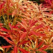 Image result for Pieris japonský debutante obrázek