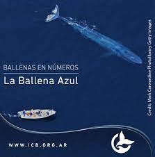 Ballena azul 100-150 toneladas
