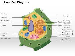 Maybe you would like to learn more about one of these? 0914 Plant Cell Diagram Medical Images For Powerpoint Powerpoint Slide Clipart Example Of Great Ppt Presentations Ppt Graphics