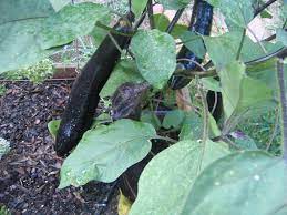 Like all eggplant, this hybrid loves warm weather but also does well in cooler climates Bye Bye Mr Ichiban The Discontinuation Of Ichiban Hybrid Eggplant Horticulture Talk