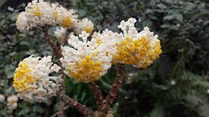Image result for Sida chrysantha