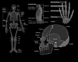 Anatomy Computer Wallpapers Desktop Backgrounds 1280x1024 Id