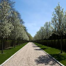 Paper birch tree and maple trees line a farm driveway a cypress tree lined driveway at a farm near montalcino in. Trees Planted In Gravel Houzz