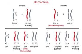 However, all definitions relate to the distribution and proportion. Sex Linked Traits And Disorders