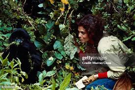 303 Gorillas In The Mist Stock Photos, High-Res Pictures, and Images -  Getty Images | Dian fossey