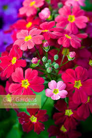 Image result for Primula malacoides