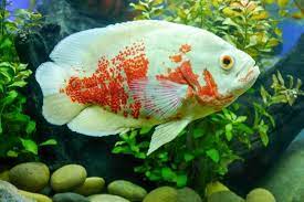T/c sky&more oscar's fish veikalā maare zivis, jūras veltes un citus vērtīgus gardumus varat iegādāties katru dienu no 11:00 līdz 19:00. Tiger Albino Oscar Fish Care Guide Behavior Habitat And Diseases Oscar Fish Tiger Oscar Fish Fish