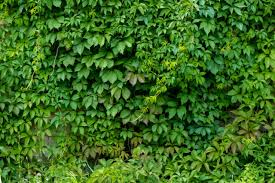 Image result for Parthenocissus