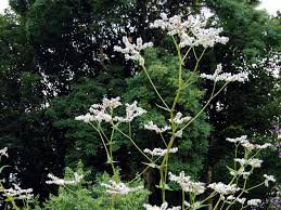 Image result for Fagopyrum snowdenii
