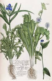 Image result for Cichorium