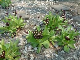 Image result for Primula x pubescens