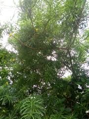 Image result for Gomphocarpus kaessneri