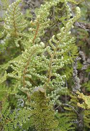 Image result for Cheilanthes