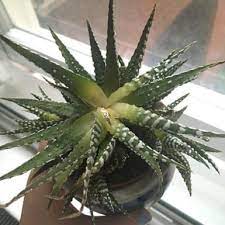 This variety is differentiated by its thinner, elongated leaves and speckling of white tubercles that are concentrated more at the growing tips of the leaves. Haworthia Zebra Cactus Pearl Plant Star Window Plant Guide Our House Plants