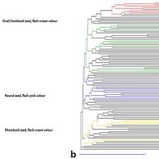 Image result for Sphenostylis briartii
