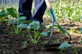 Develop the right soil texture. Vegetable Garden Weed Management Harvest To Table
