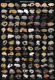 115 Best Snakes Images Beautiful Snakes Reptiles