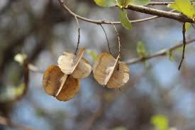 Image result for Combretum imberbe