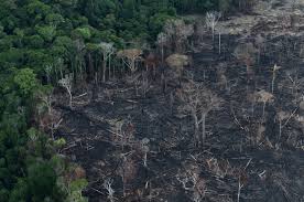 Home to around 40,000 species of plants, several thousand species of birds, more than 400 mammals, and millions of different insects, it's one of the planet's vital organs—and an adventurer's playground. Deforestation In Amazon Rainforest Rose By 17 In 2020 The Wire Science