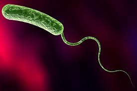 Überdauerungsorgane wie sporen werden nicht erzeugt. Vibrio Cholerae Krankheiten Und Vorbeugung Des Erregers Emedi