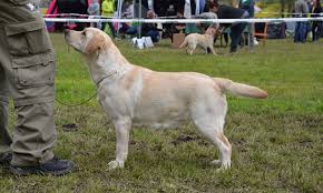 Image result for labrador retrívr