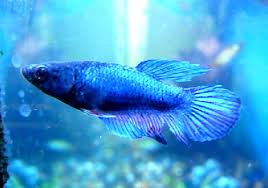 Shop female veiltail betta fish at petco. Female Betta Fish Rfi