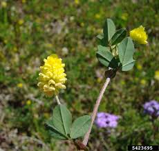 Image result for Trifolium campestre