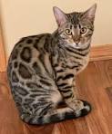 The Joys and Hazards of Living With a Pet Bengal Cat ...