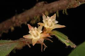 Image result for Cleistanthus schlechteri