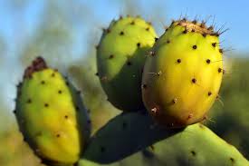 There, according to theophrastus, an edible plant grew which could be propagated by rooting its leaves. Prickly Pear Cactus Free Photo On Pixabay