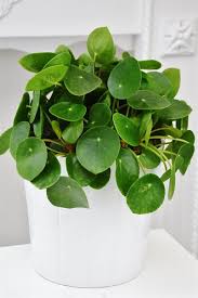 Gluckstaler Chinesischer Geldbaum Gross In 2020 Chinesischer Geldbaum Geldbaum Gluckstaler