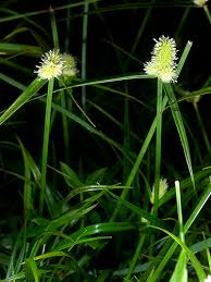 Image result for Kyllinga