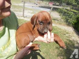 Redbone coonhound breeder in ontario canada. Redbone Coonhound Puppies For Sale In Bascom Florida Classified Americanlisted Com