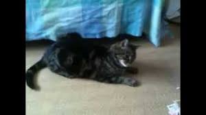 Maybe you would like to learn more about one of these? Feline Geriatric Vestibular Syndrome Lovetoknow