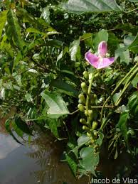 Image result for Canavalia cathartica