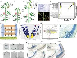 Techniques used at the ccrc to study walls. The Flowering Hormone Florigen Accelerates Secondary Cell Wall Biogenesis To Harmonize Vascular Maturation With Reproductive Development Pnas