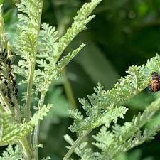 Image result for Artemisia afra