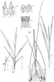 Image result for Rottboellia